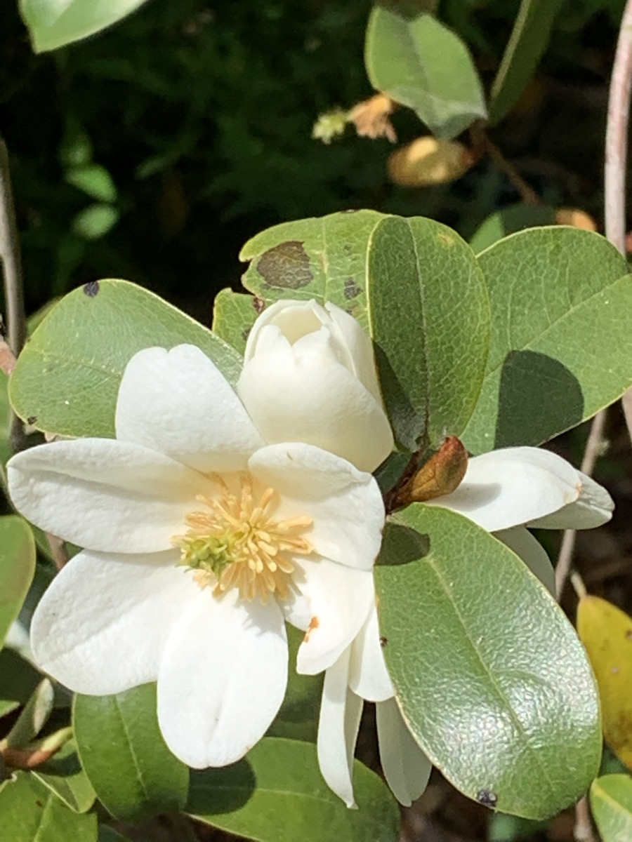 laevifolia